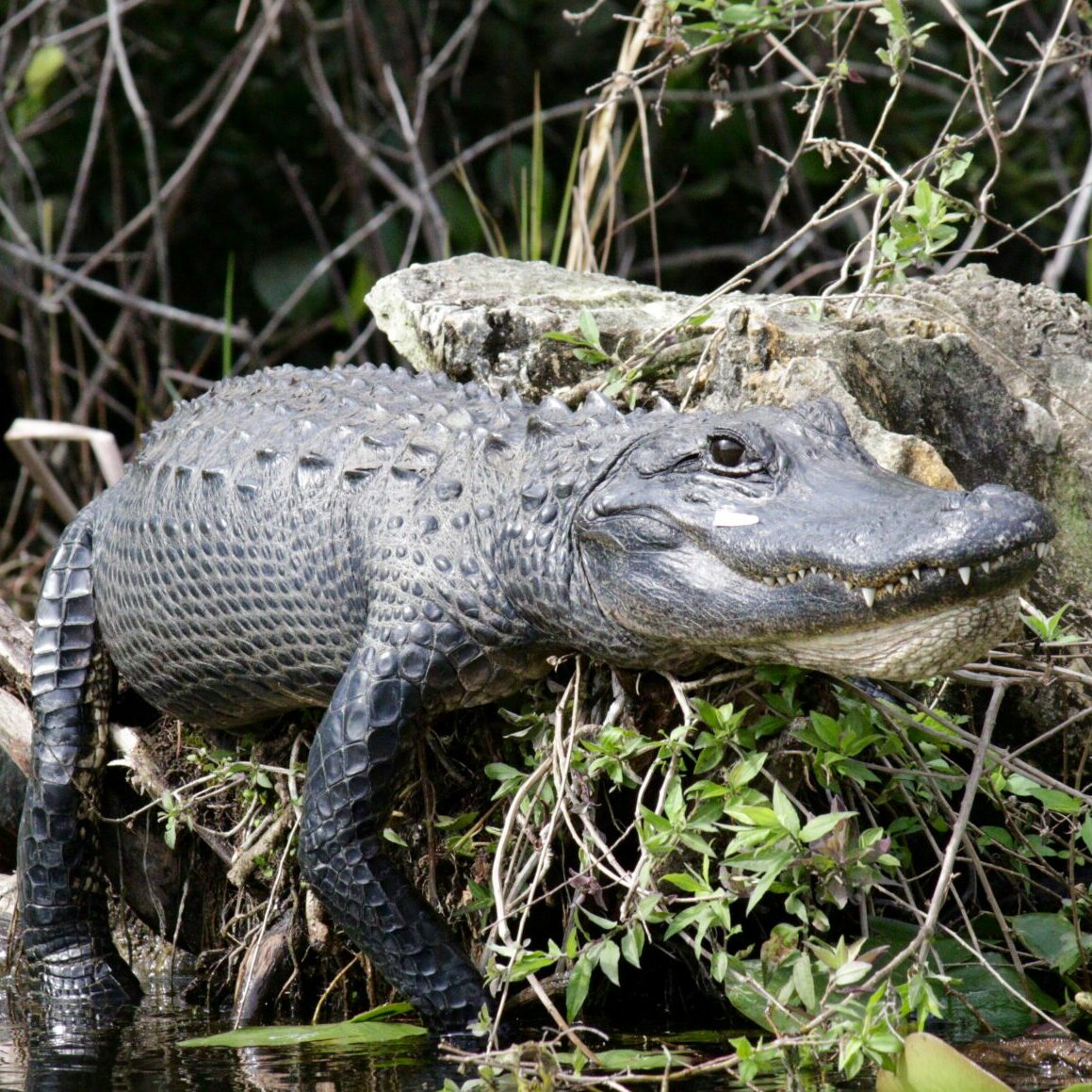 alligator in a river